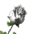 whtrosesmclr.gif